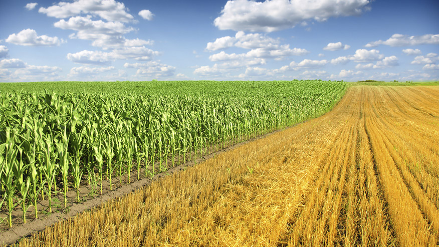 ściernisko i pole zielonej kukurydzy - obrazek